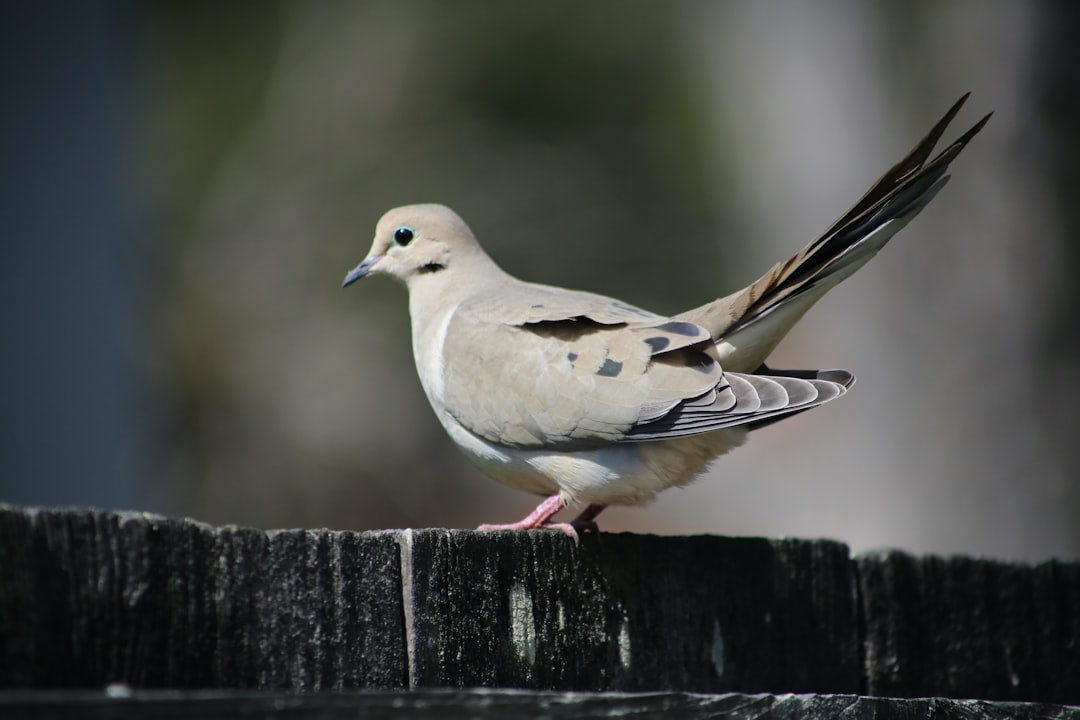 Explore Gus McCrae's Most Memorable Quotes from Lonesome Dove